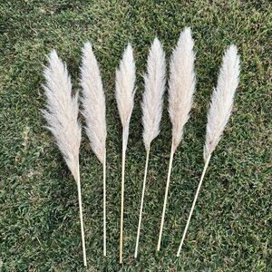 6 Real Natural Pampas Grass Stems Plumes